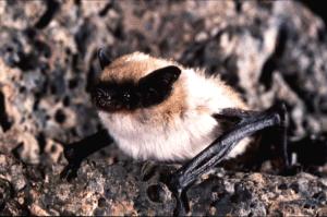 Canyon Bat (Formerly Pipistrellus Hesperus) Two species: Western (Hesperus) & Eastern (Subflavus)
