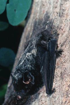 Silver Haired Bat (Lasionycteris Noctivagans) *One of