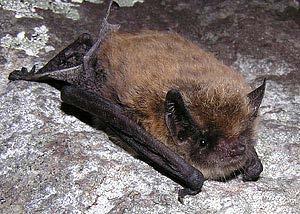Long-Legged Myotis (Formerly the Hairy Winged Bat )