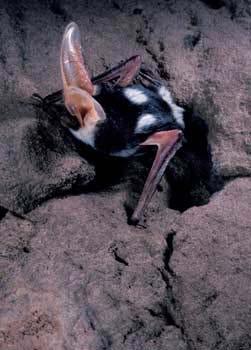 Spotted Bat (Ederma Maculatum) *The