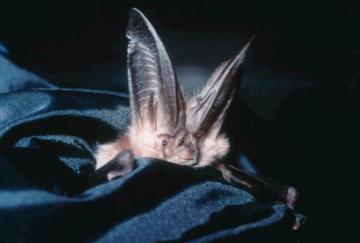 Townsend s Big-eared Bat (Corynorhinus Townsendii)