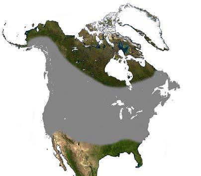 Biology & Behavior Habitat & Roosting: 1. Range is found throughout North America, but mostly northern US & southern Canada. 2. Brown Bats have been found as far north as the Yukon and Iceland.