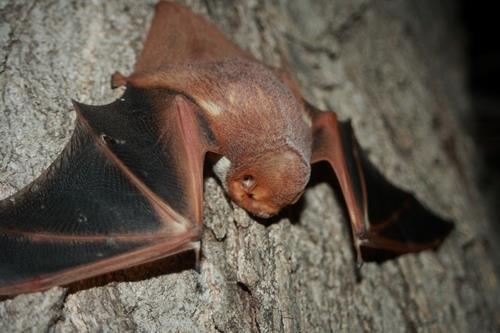Lasiurus blossevillii (Red Bat) Family: Vespertilionidae (Vesper or Evening Bats) Order: Chiroptera (Bats) Class: Mammalia (Mammals) Fig. 1. Red bat, Lasiurus blossevillii. [http://www.inaturalist.