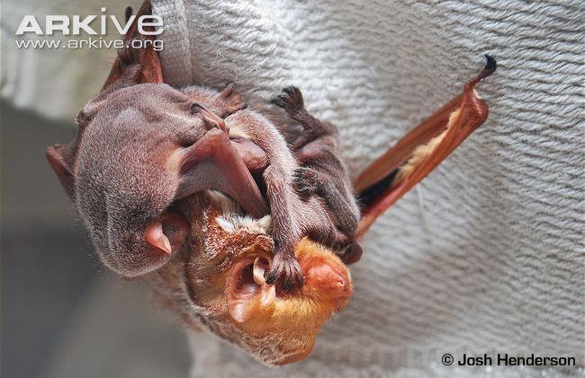 Female red bat with three young pups that are clinging to her fur.