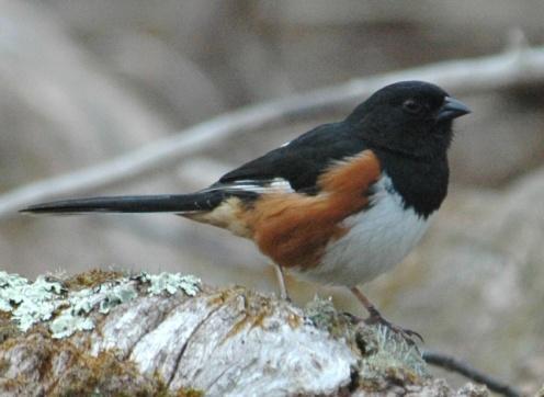 Passeriformes: Emberizidae Towhees, Sparrows, and Juncos (All photos: Towhees, Sparrows, and Juncos ) Eastern Towhee (Pipilo erythrophthalmus): Occurrence: Summer resident/breeder with migrants
