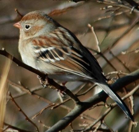 Field Sparrow (Spizella pusilla): Occurrence: Year-round resident/breeder Dates: Year-round Locations: RC History: Field Sparrows can be found throughout the area and at all elevations.