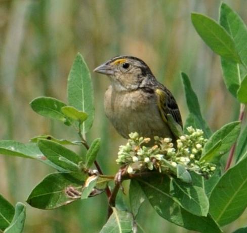 Savannah Sparrow (Passerculus sanwichensis): Occurrence: Transient during spring and fall migration Dates: September through October and late February through mid May Locations: OFRP, BS area, BRP at