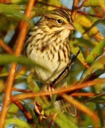 Murray considers Savannah Sparrows as an abundant transient passing through the area between 21 February and 20 May and 8 September and 14 November.