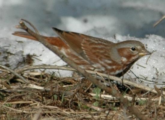 Fox Sparrow (Passerella iliaca): Occurrence: Transients through the area during spring and fall migration and in small numbers during the winter.