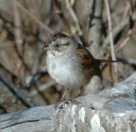 Recently, the highest count total is 5 individuals reported in 2000. Status: Uncommon transient during migration and could be seen in the area. Photo: Goshen Pass, 19 March 2009.