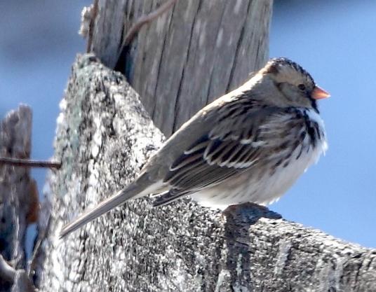 History: White-throated Sparrows are a winter resident and can be found in all areas of the county during the winter.