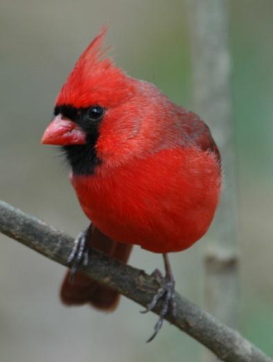 Northern Cardinal (Cardinalis cardinalis): Occurrence: Year-round resident/breeder Dates: Year-round Location: RC History: Cardinals can be found throughout the county and at all elevations.