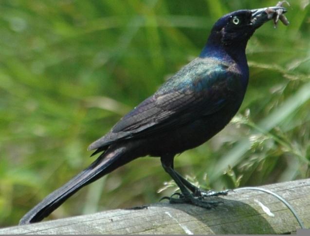 Common Grackle (Quiscalus quiscula): Occurrence: Summer resident/breeder and migrant through the area Dates: Late February through mid October Location: RC History: Grackles are found throughout the
