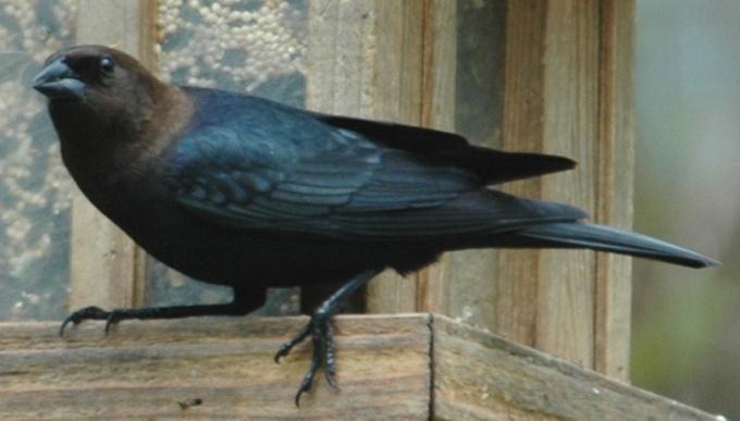 During the late summer, fall, and into early winter, Grackles form flocks that move through the county. Grackles have been reported on 22 CBC with and average of 19 individuals seen each year.