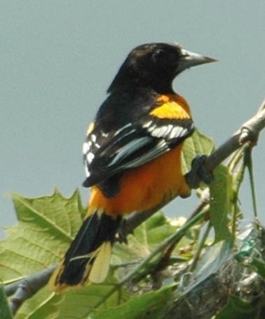 Orchard Oriole (Icterus spurious): Occurrence: Summer resident/breeder Dates: Late April through July Locations: SR, MR, WL, RC History: Orchard Orioles can be found along waterways in the county.