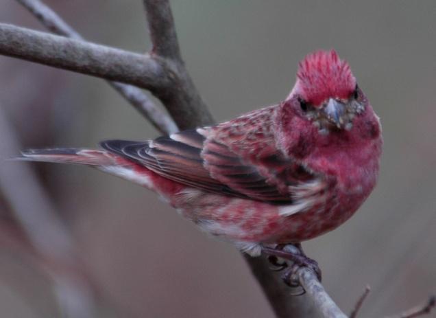 The earliest arrival date is 9 October 2010 and the latest departure date is 21 April 2009. During the winter of 2003-04 Purple Finches were abundant in the area.