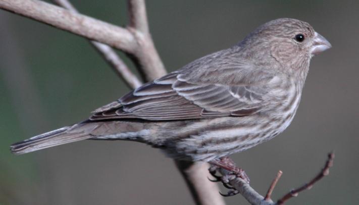 Purple Finches have been reported on 68 of 84 CBC with an average of 48 individuals reported each year. Murray reports an occurrence range of 10 October 1957 through 5 May.