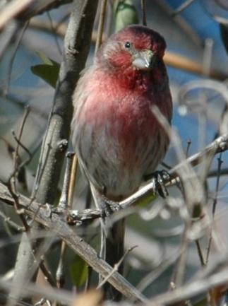 For additional photos: Purple Finch House Finch (Carpodacus mexicanus): Occurrence: Year-round resident/breeder Dates: Year-round Location: RC History: House Finches have become a common, permanent