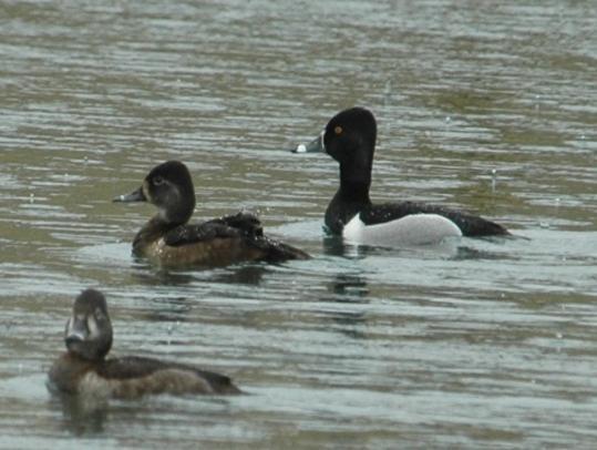 Ringnecked Ducks have been reported in 15 of 84 CBC with 23 individuals counted in 2004 and 21 individuals counted in 2001.
