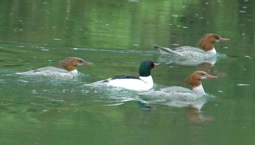 Common Merganser (Mergus merganser): Occurrence: Transient during migration Dates: December to April Locations: LM, MR, WL History: There are several recent reports of Common Merganser s in the