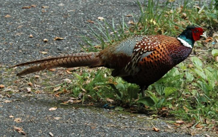 Galliformes: Quail, Pheasant, Grouse, and Turkey (All photos: Quail, Pheasant, Grouse, and Turkey ) Northern Bobwhite (Colinus virginianus): Occurrence: Year-round resident/breeder in the area with