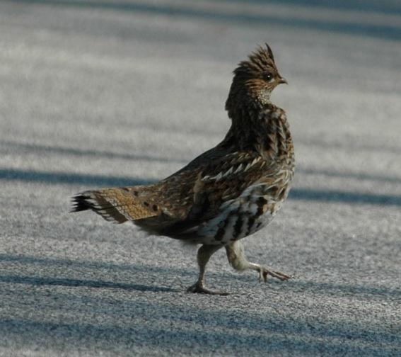 Ruffed Grouse (Bonsa umbellus): Occurrence: Year-round resident/breeder and a managed game species Dates: Year-round resident Locations: BRP 1, GP, NM History: Grouse can be found in the wildlife