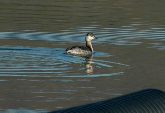 Podicipediformes: Grebes (All photos: Loons and Grebes ) Pied-billed Grebe (Podilymbus podiceps): Occurrence: Common winter migrant during late fall, winter, and spring Dates: Earliest arrival 1