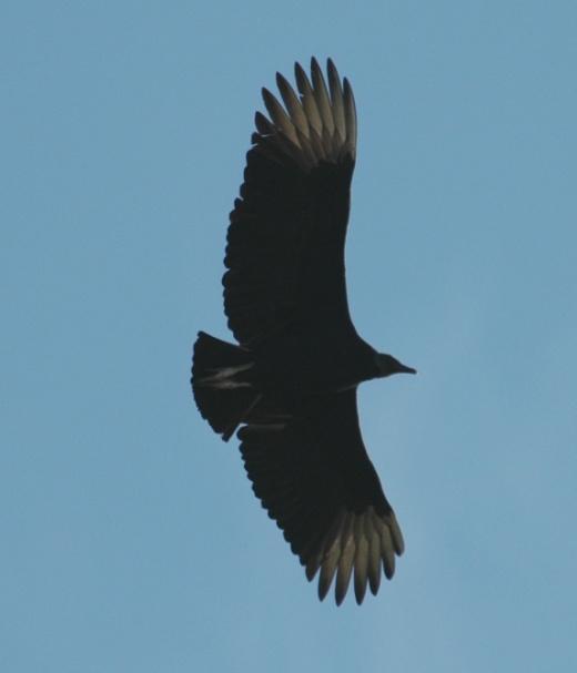 Murray considered Black Vultures to be common and year-round residents. They have been reported in 68 of 84 CBC. Status: Stable and large population and should be seen.
