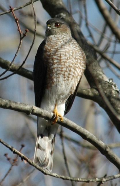 Sharp-shinned Hawk (Accipiter striatus): Occurrence: Year-round resident Dates: Year-round Location: RC History: Sharp-shinned Hawks are residents of the county although they are not present in large