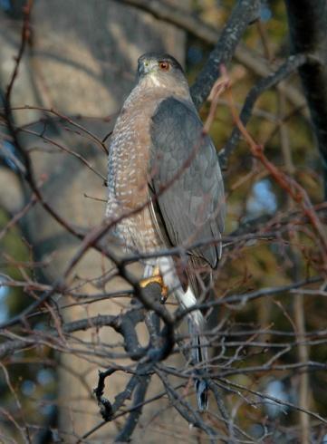 Sharp-shinned Hawks are reported in 50 of the 84 CBC and have been reported every year since 1990. Murray considers them to be common and notes two nests found.