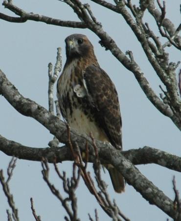Red-tailed Hawk (Buteo jamaicensis): Occurrence: Year-round resident/breeder Dates: Year-round Location: RC History: This is the most common hawk in the area and is a permanent resident.