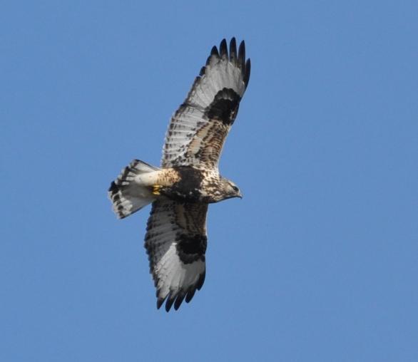 Murray notes that these hawks are common and nest in the area. He notes three nests found.