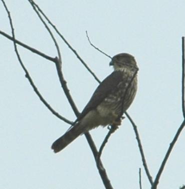 Merlin (Falco columbarius): Occurrence: Transient during migration Dates: September through May Locations: RC History: Alex Merritt saw a Merlin on 14 October 2010 in the Jonestown area of the county.