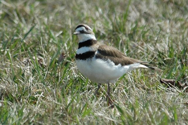 Charadriiformes: Plovers, Killdeer, Sandpipers, Snipe, Woodcock, Phalaropes, Gulls, and Terns (All photos: Plovers, Killdeer, Sandpipers, Snipe, Woodcocks, Phalaropes, and Gulls ) Black-bellied