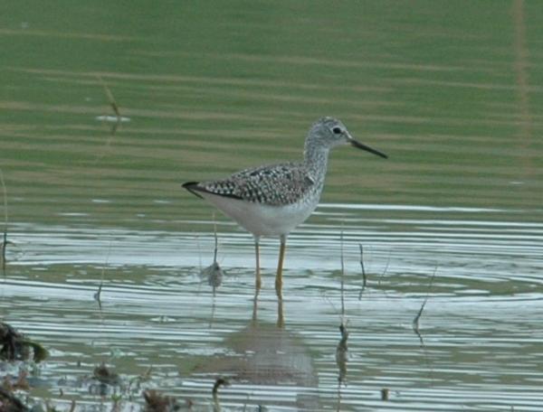 Greater Yellowlegs (Tringa melanoleuca): Occurrence: Probably migrants through the area Dates: March through June and late August through late November Locations: WL, LEX (Womeldorf Farm), OFRP