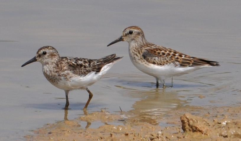 Sandpipers are fairly common transients in the spring occurring between 3 and 31 May and that they are uncommon in the fall occurring between 8 August and 22 September.