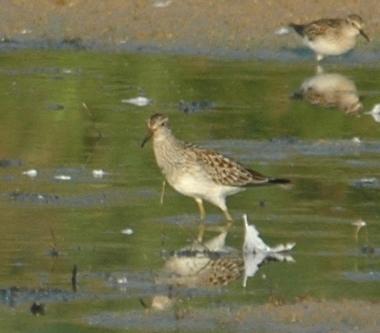Pectoral Sandpiper (Calidris melanotos): Occurrence: Transient during spring and fall migration Dates: 3 to 8 April 1931 and 26 May 1950 and 2 September 2006 Locations: OFRP, BS History: There have