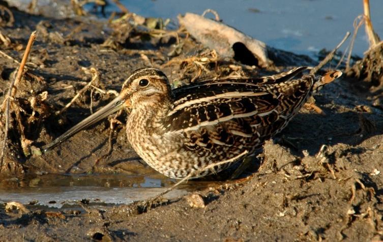 Wilson s Snipe (Gallinago delicata): Occurrence: Migrant and occasional winter resident Dates: September through May Locations: BRP at JR, BB, OFRP, WL, RC History: There have been a number of recent