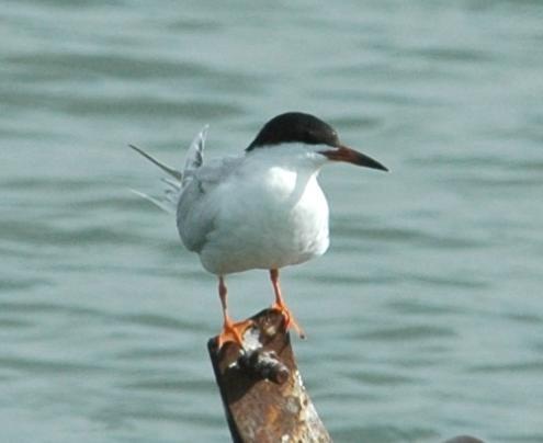 Common Tern (Sterna hirundo): Occurrence: Transient during migration.