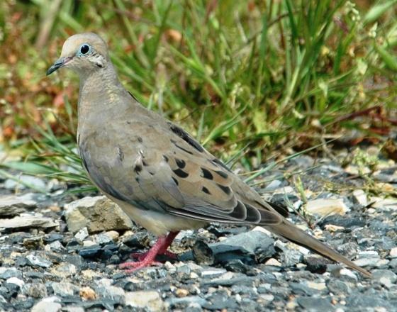 Columbiformes: Pigeons and Doves (All photos: Pigeons, Doves, and Cuckoos ) Rock Pigeon (Columbia livia): Occurrence: Year-round resident and breeder Dates: Year-round Location: RC History:
