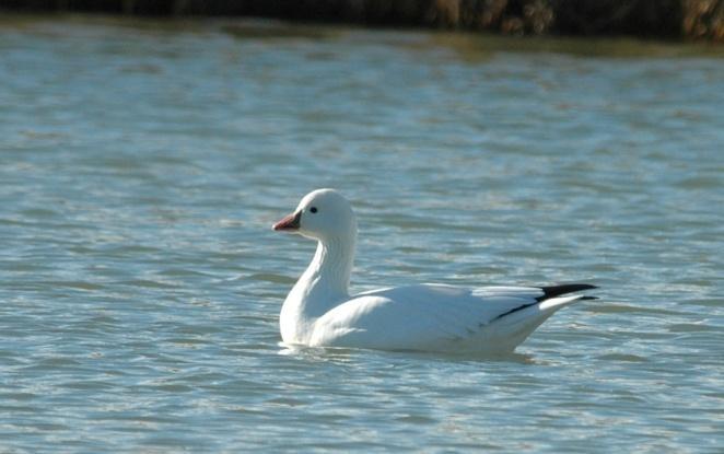 Anseriformes: Geese, Swans, Ducks (All photos: Geese, Swans, and Ducks ) Snow Goose (Chen caerulescens): Occurrence: Transient and winter migrant Dates: October through January Locations: MF, BS