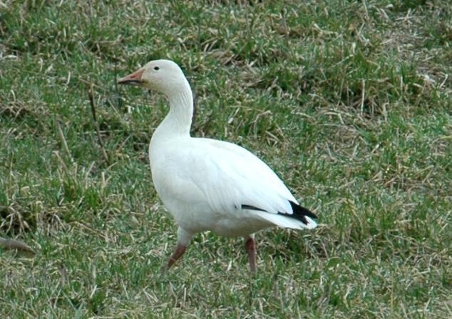 A Snow Goose was reported in the county during the winter of 2008.