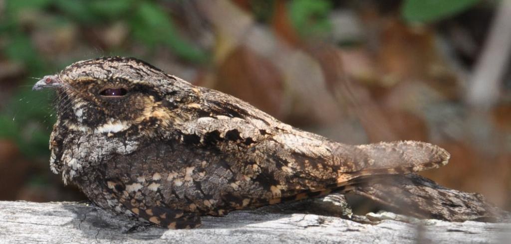 Caprimulgiformes: Nighthawks and Whip-poor-wills Common Nighthawk (Chordeiles minor): Occurrence: Formerly a summer resident/breeder but now may only be a migrant Dates: Arrival 10 April through 18