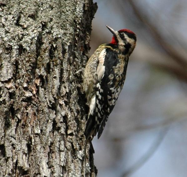 Yellow-bellied Sapsucker (Sphyrapicus varius): Occurrence: Winter resident Dates: Earliest arrival date of 19 September 2004 and late departure date of 10 April 2001 and 2 May (Murray) Location: RC