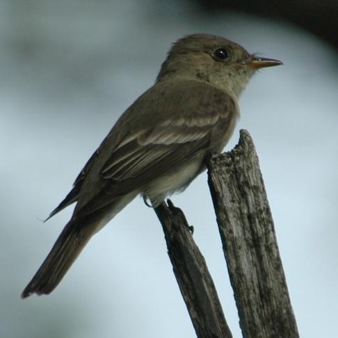 Passeriformes: Tyrannidae Flycatchers Olive-sided Flycatcher (Contopus cooperi): Occurrence: Transient or fall migrant Dates: August and September Locations: MR at Lime Kiln Bridge, Nelson Co.
