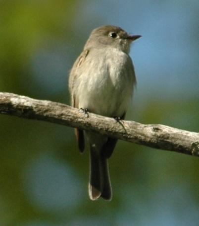 Acadian Flycatchers to be common summer residents arriving 3 May and departing 14 September. Nests have been reported in late May and early June.