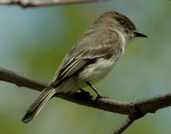 Dates: May through September Locations: BRP AO History: Least Flycatchers have been found near the top of Apple Orchard Mountain, 30 May 2010, at Locher Tract on 21 September 2010, and along other