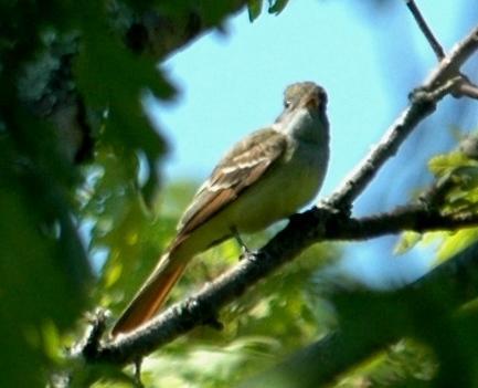 Great Crested Flycatcher (Myiarchus crinitus): Occurrence: Summer resident/breeder Dates: Late April through September Location: RC History: Great Crested Flycatchers are a common summer resident in
