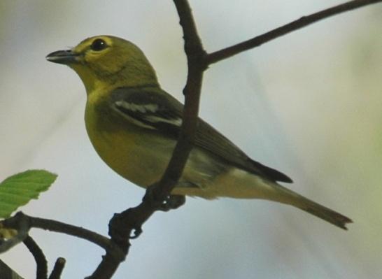 Yellow-throated Vireo (Vireo flavifrons): Occurrence: Summer resident/breeder Dates: Late April through September Locations: BRP 1, GP, CT, LT History: There are a number recent records with the