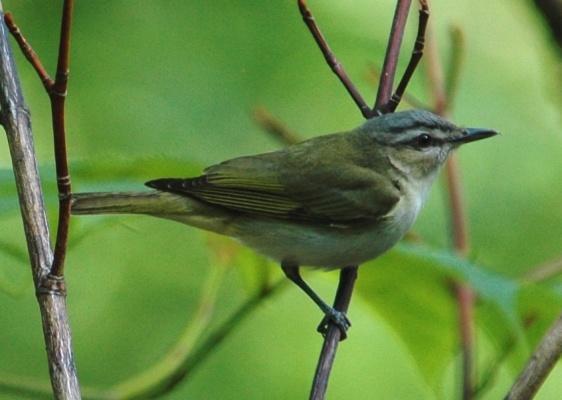 Warbling Vireo (Vireo gilvus): Occurrence: Summer resident/breeder Dates: Late April through September Locations: BRP JR, MR, LT, SR, BS History: There are eighteen recent records from the Blue Ridge